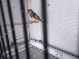 2026 British birds