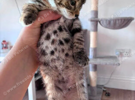 2 half bengal kittens