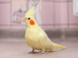Looking for a Hand reared cockatiel