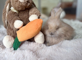 Beautiful Angora rabbits