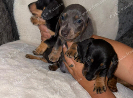 Miniature DACHSHUND