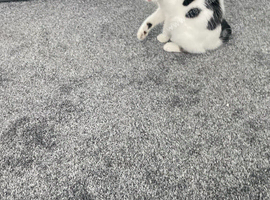 Female kitten