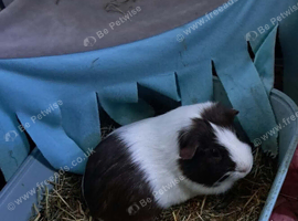 2 bonded male guinea pigs must go as a pair.