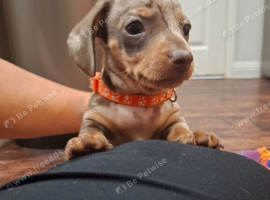 M4ini smoothhaired Dachsund Girl puppy