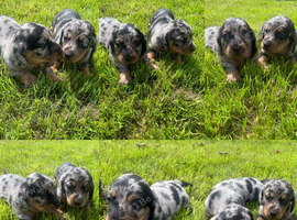 Stunning dachshund puppies