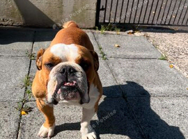 4 year old British bulldog for sale
