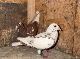 Racing pigeons
