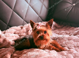 Yorkie Girl 22 months