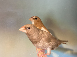 Bengalese Finches For Sale