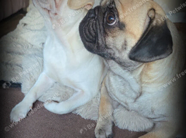 Pug puppies