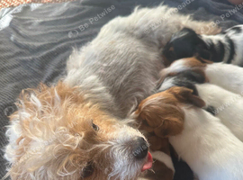 Jack Russel puppies