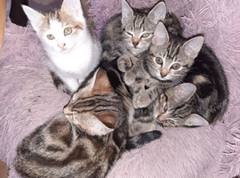 6 Kittens mixed breed