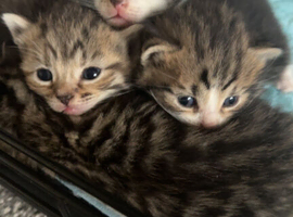 Stunning Tabby European Shorthairs