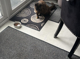 Loving 13-Year-Old Outdoor Cat Seeking a Peaceful Retirement Home
