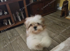 Shitzu Puppy