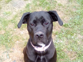 My beautiful cane corso