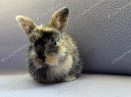 4 English Lop X Netherland Dwarf Babies