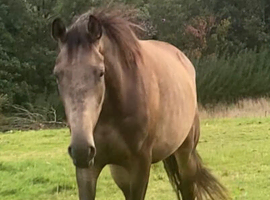 Silverlining Moonshine beautiful buckskin gelding