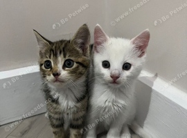 White boy kitten