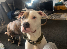American bulldog stud