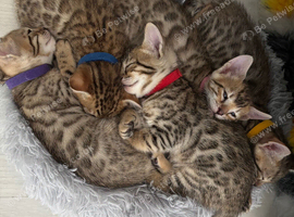 Bengals x