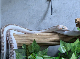 Black Rat Snake Female