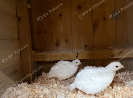 Bonded pair of pure white Bob White quail. 2026 hatch.