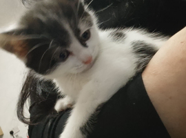 Beautiful kittens