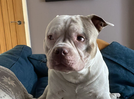 2 Pocket Bullies - 1 male 1 female
