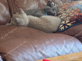 Pedigree BSH short hair