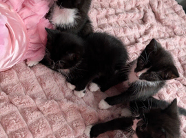 Four beautiful kittens!