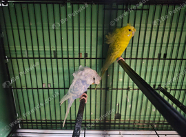 Helicopter budgies