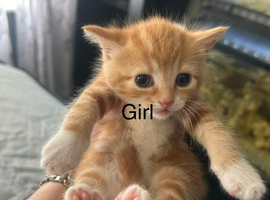 One boy and one girl