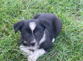 Collie Pups