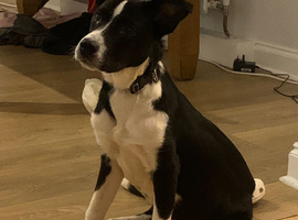 Lurcher X collie