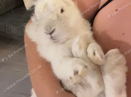 Lion head rabbit
