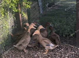 Khaki Campbell female ducks for sale