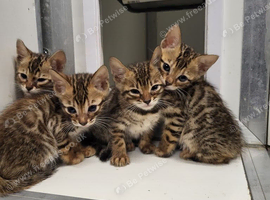 Stunning bengal kittens