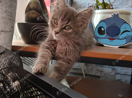 Mainecoon cross girl