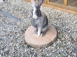 5 month old male