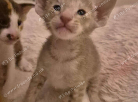 Dainty wee oriental, beautiful nature