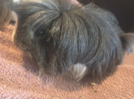 Selling two guinea pigs
