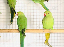 Beautiful young Indian ringneck parrots for sale.