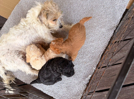 Sporting Lucas terrier cross toy poodle