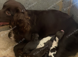 8 weeks old cockapoo puppies