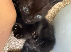4 beautiful kittens