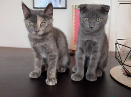 CUTE SCOTTISH FOLD KITTENS REDUCED 2 left!