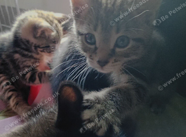 Kittens