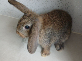 Mini Lops kits available now