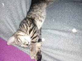 Tabby girl kitten